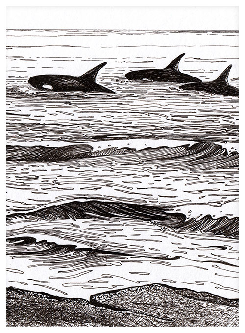 Ink drawing featuring three orcas swimming together