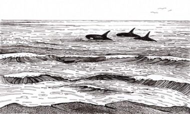 Fellow Travellers - pen & ink drawing Three Orcas above the surface at sea Pen & ink drawing - Annette Abolins