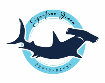 Signature concept logo design for ocean photography with illustrated shark silhouette